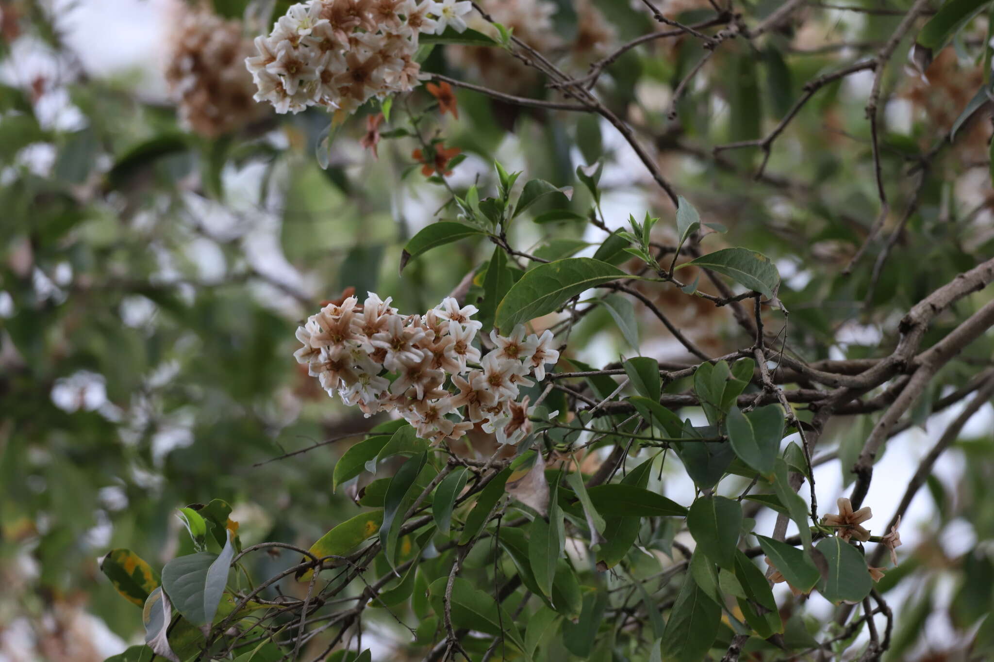 Image de Cordia gerascanthus L.