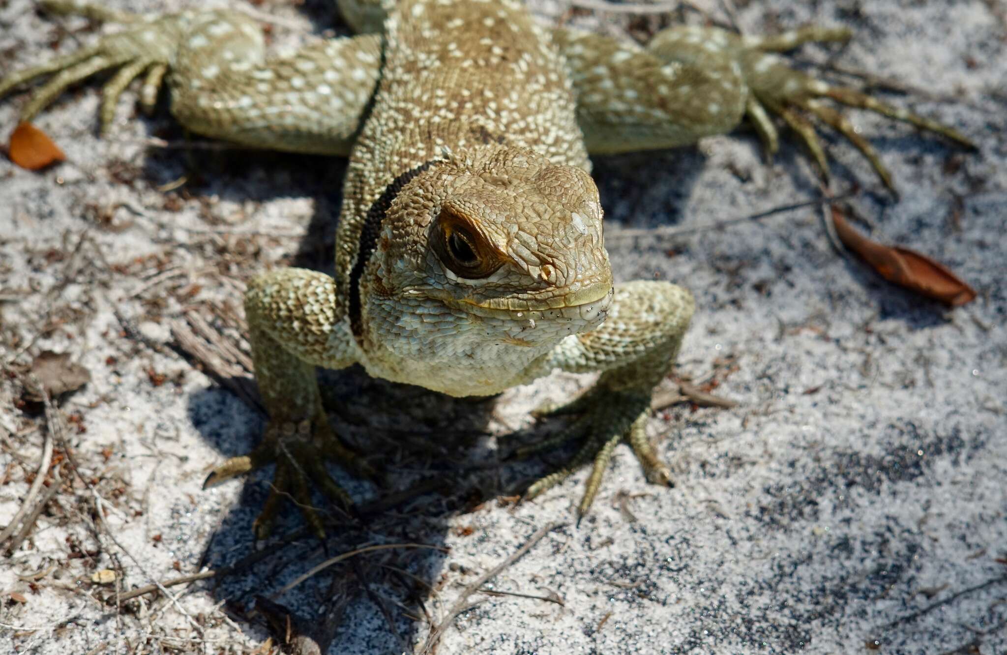 Image of Collared iguana