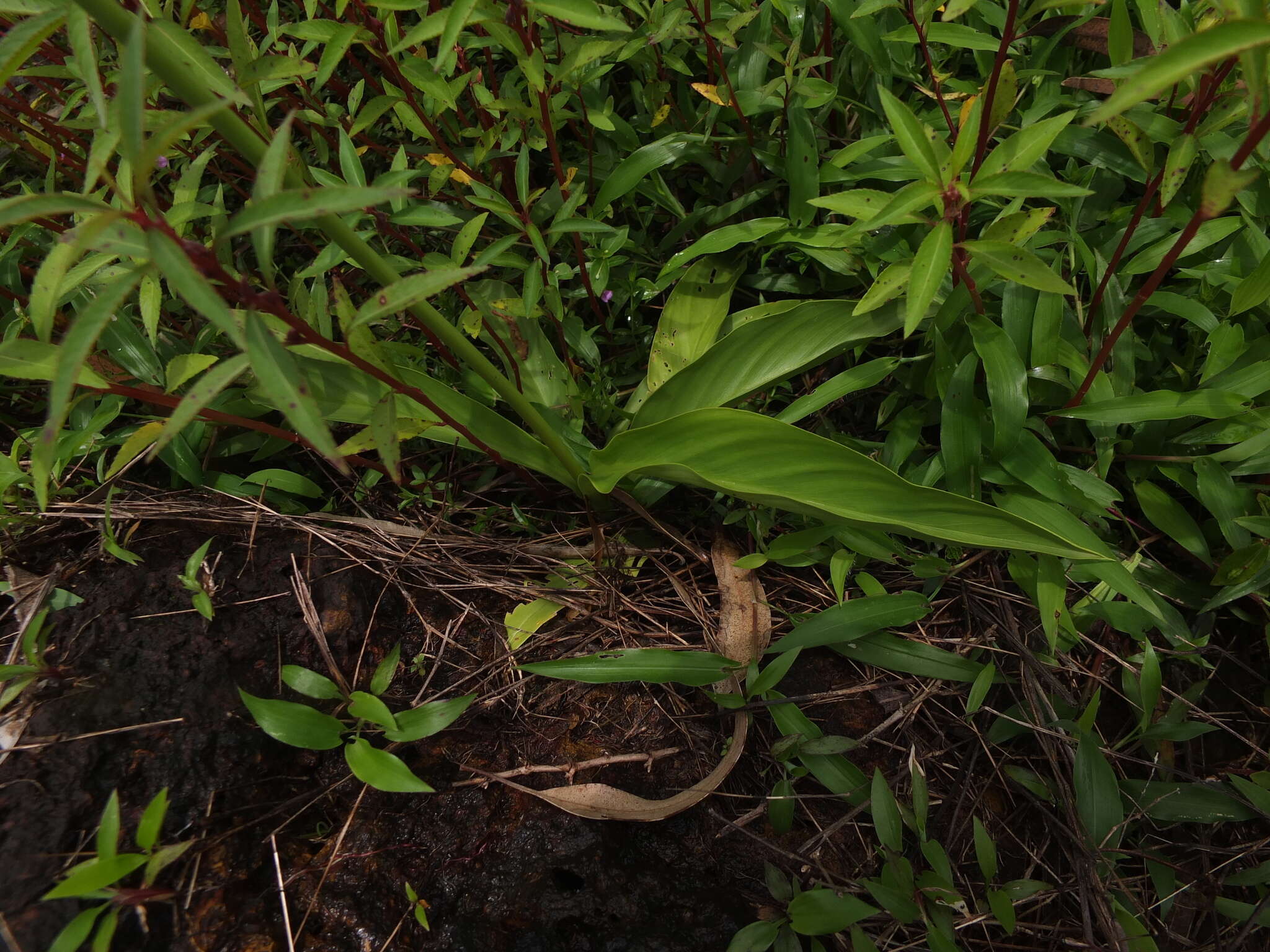 Image of Curcuma scaposa (Nimmo)