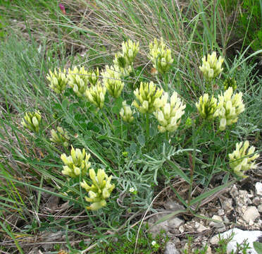 Imagem de Astragalus calycinus Bieb.