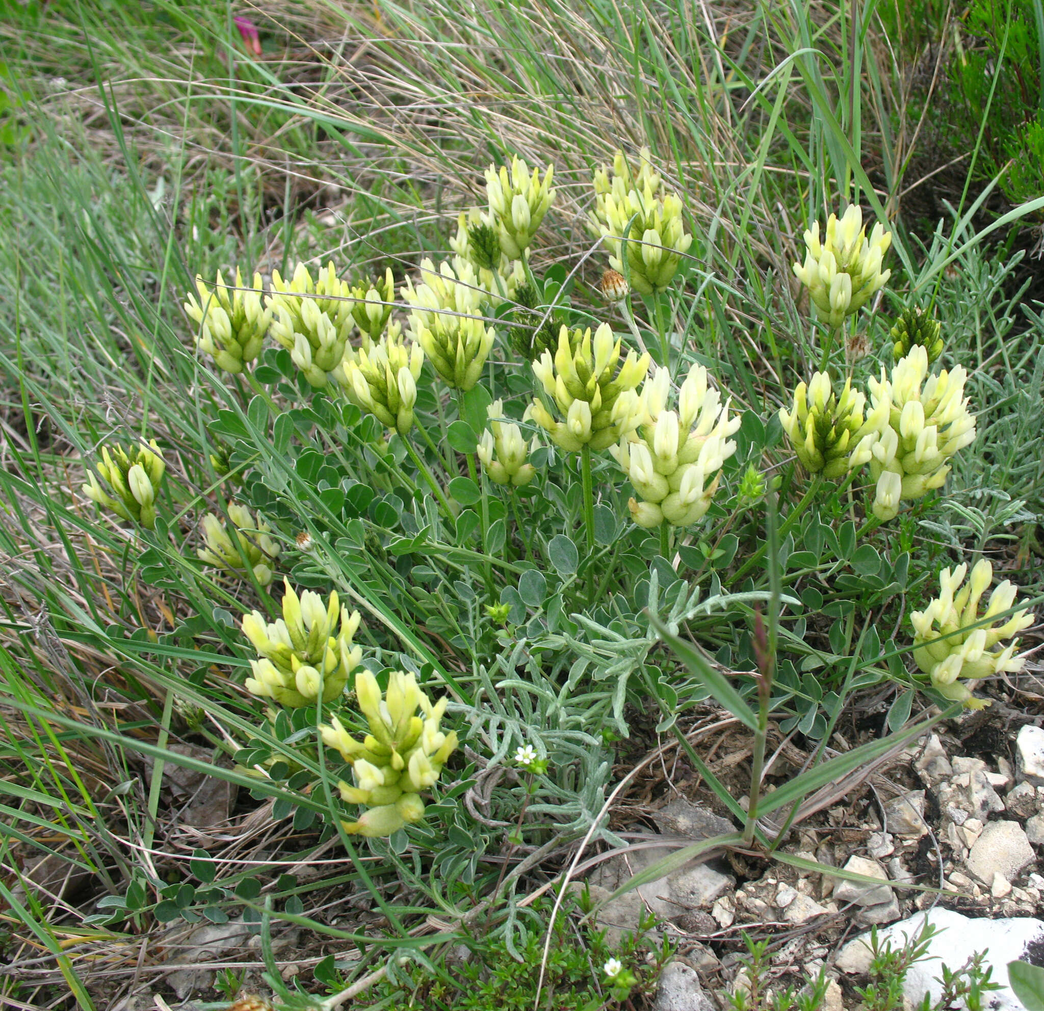 Image of Astragalus calycinus Bieb.