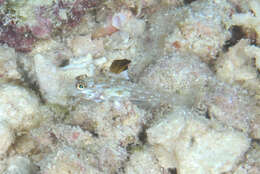 Fusigobius melacron (Randall 2001) resmi