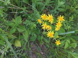 Image of balsam groundsel