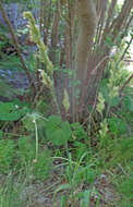 Image of orchardgrass