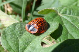 Image of Botanochara macularia (Boheman 1850)