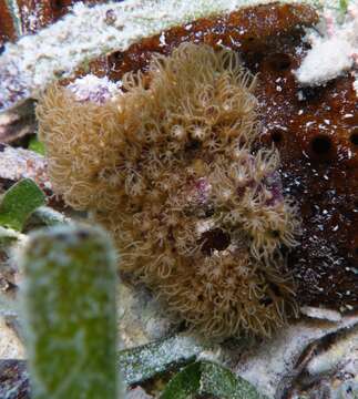 Image of corky sea finger