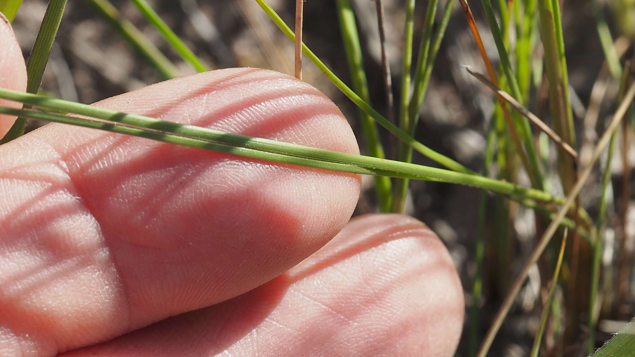 Image of Fimbristylis cinnamometorum (Vahl) Kunth