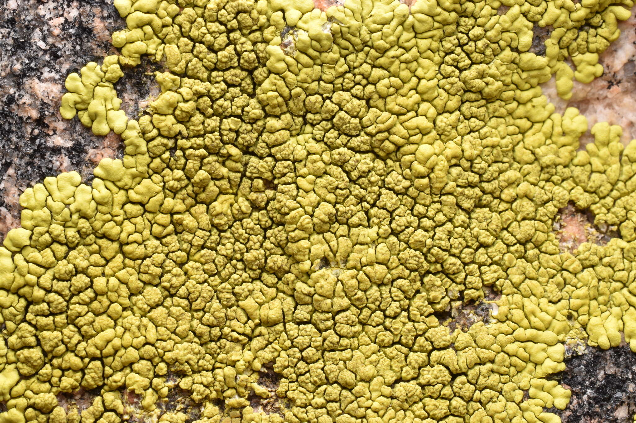 Image of Gold cobblestone lichen