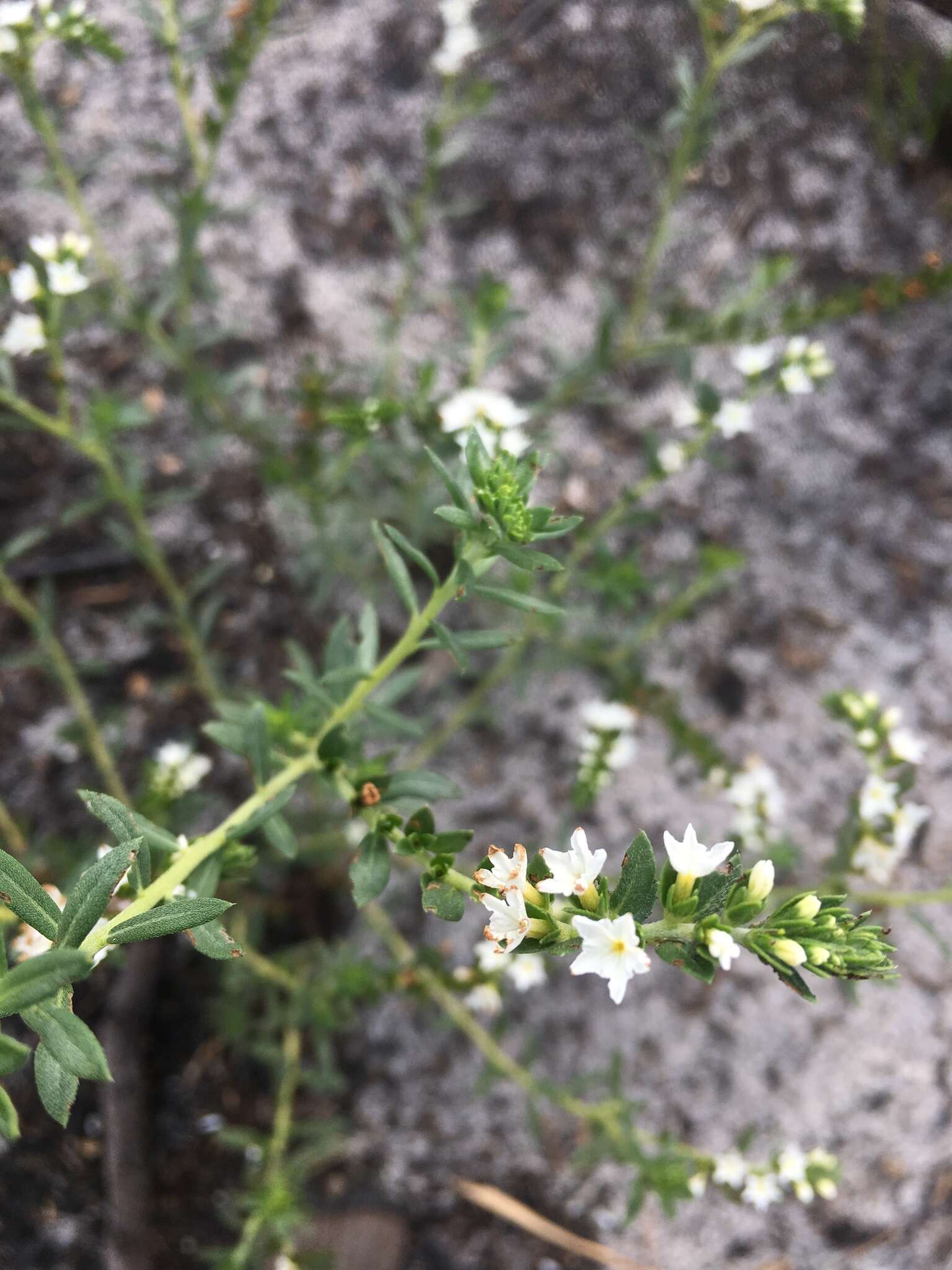 Image of Pineland Heliotrope