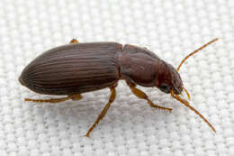 Image of Ground beetle