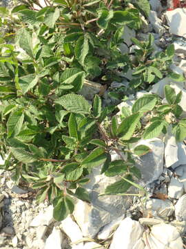 Image of Salvia ringens Sm.