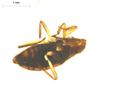 Image of Microvelia subgen. Pacificovelia Andersen & Weir 2003