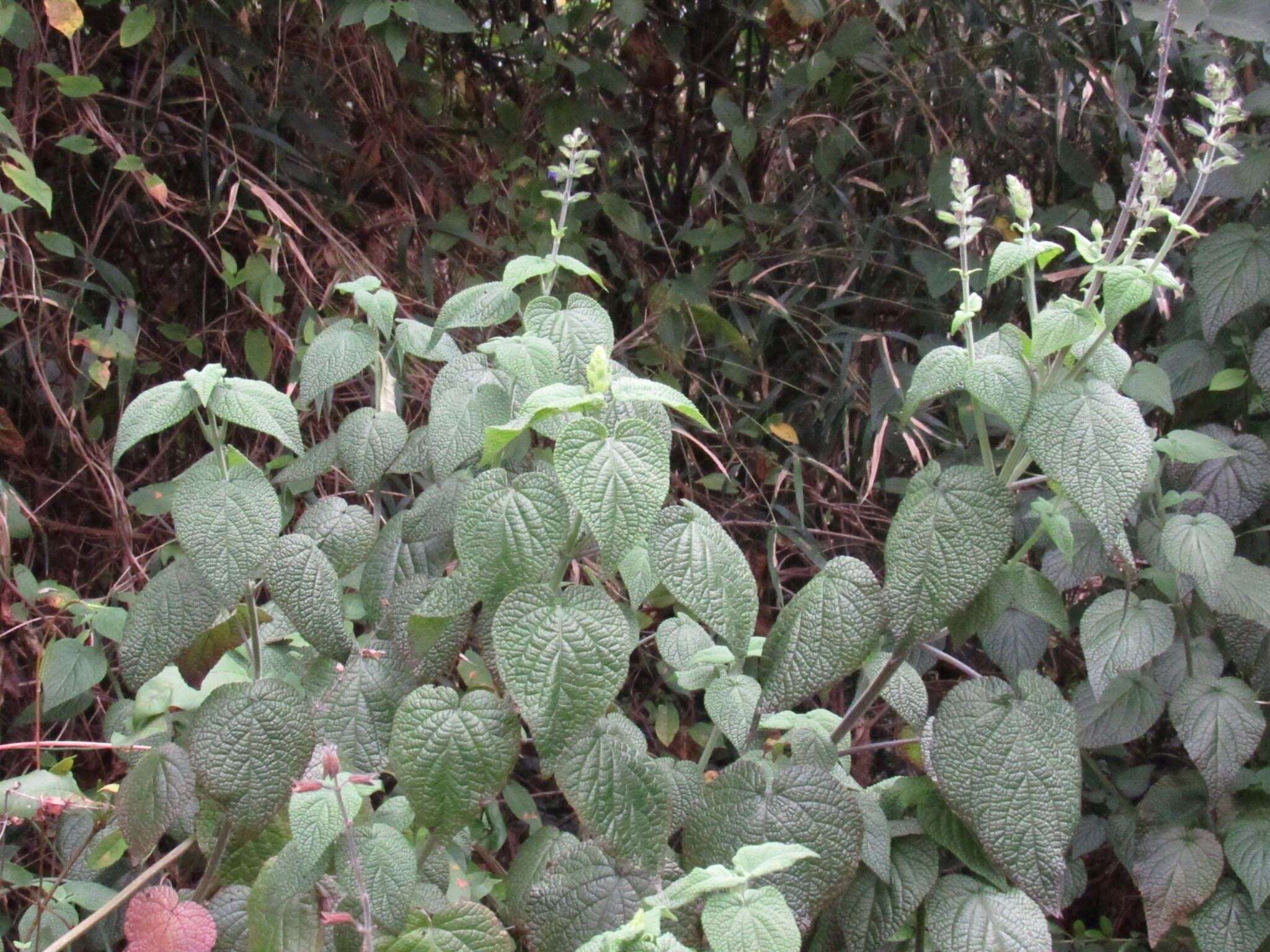 Image of Salvia amethystina Sm.