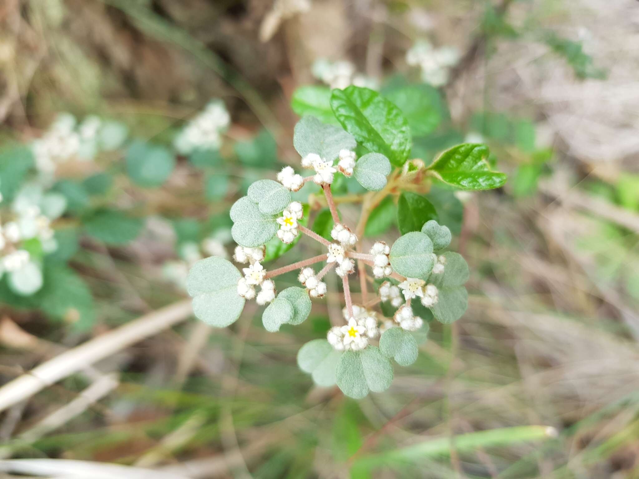 Image of Cryptandra parvifolia (Hook.) Hook. fil.