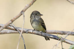 Image of Willow Flycatcher