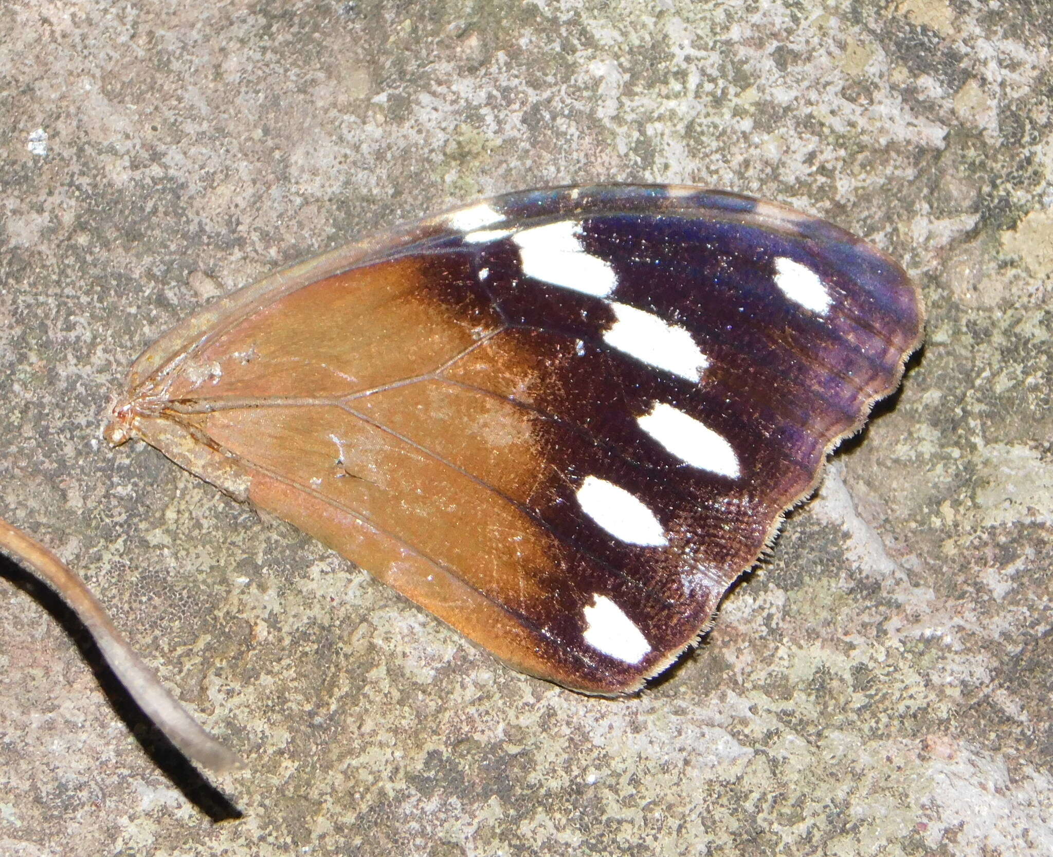 Image of Manataria maculata Hopffer 1874