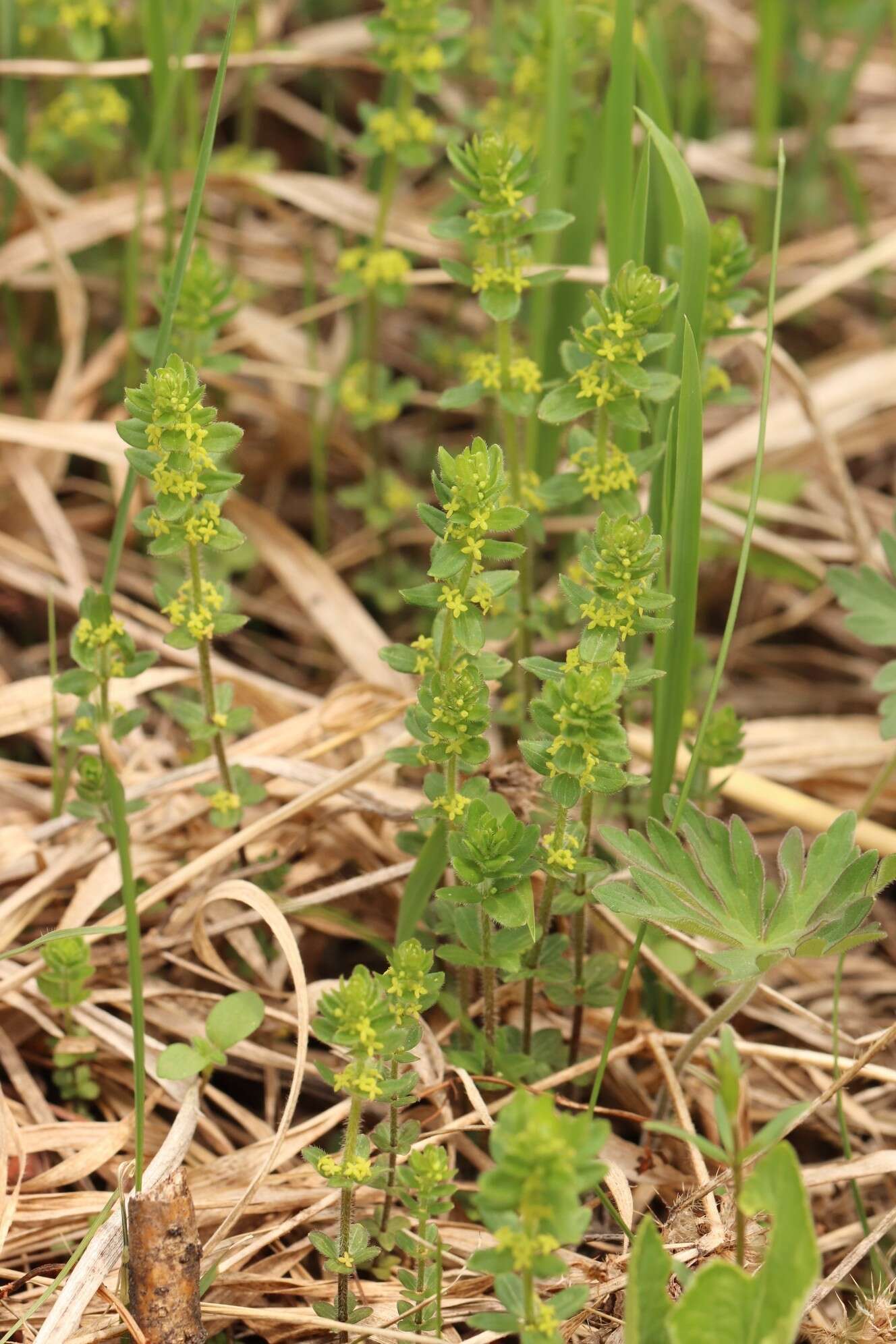 Image of Cruciata glabra subsp. krylovii (Iljin) E. G. Naumova