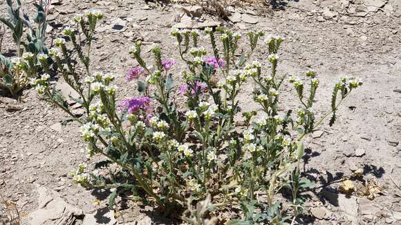 Image of shortlobe phacelia