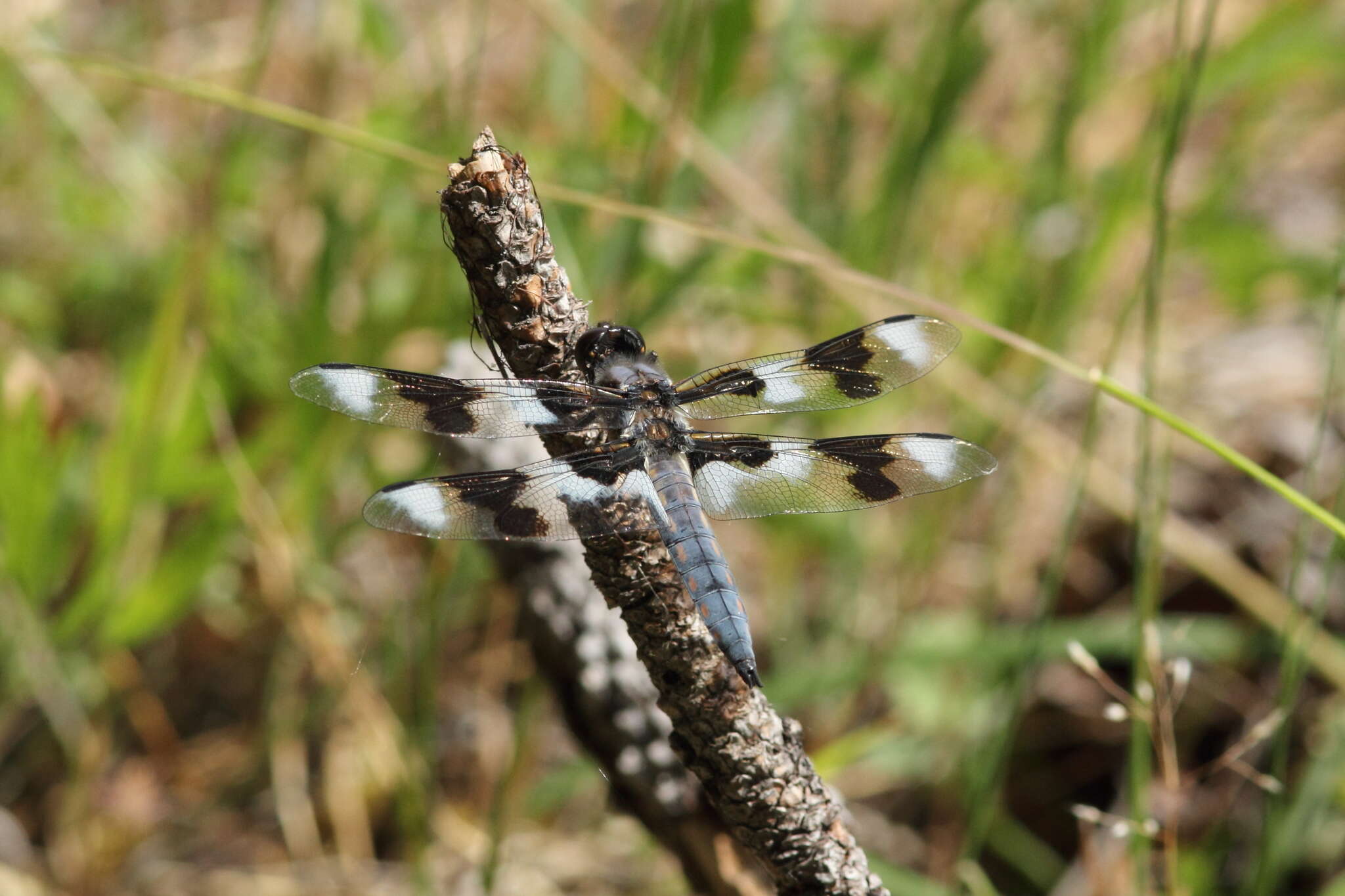 Libellula forensis Hagen 1861 resmi