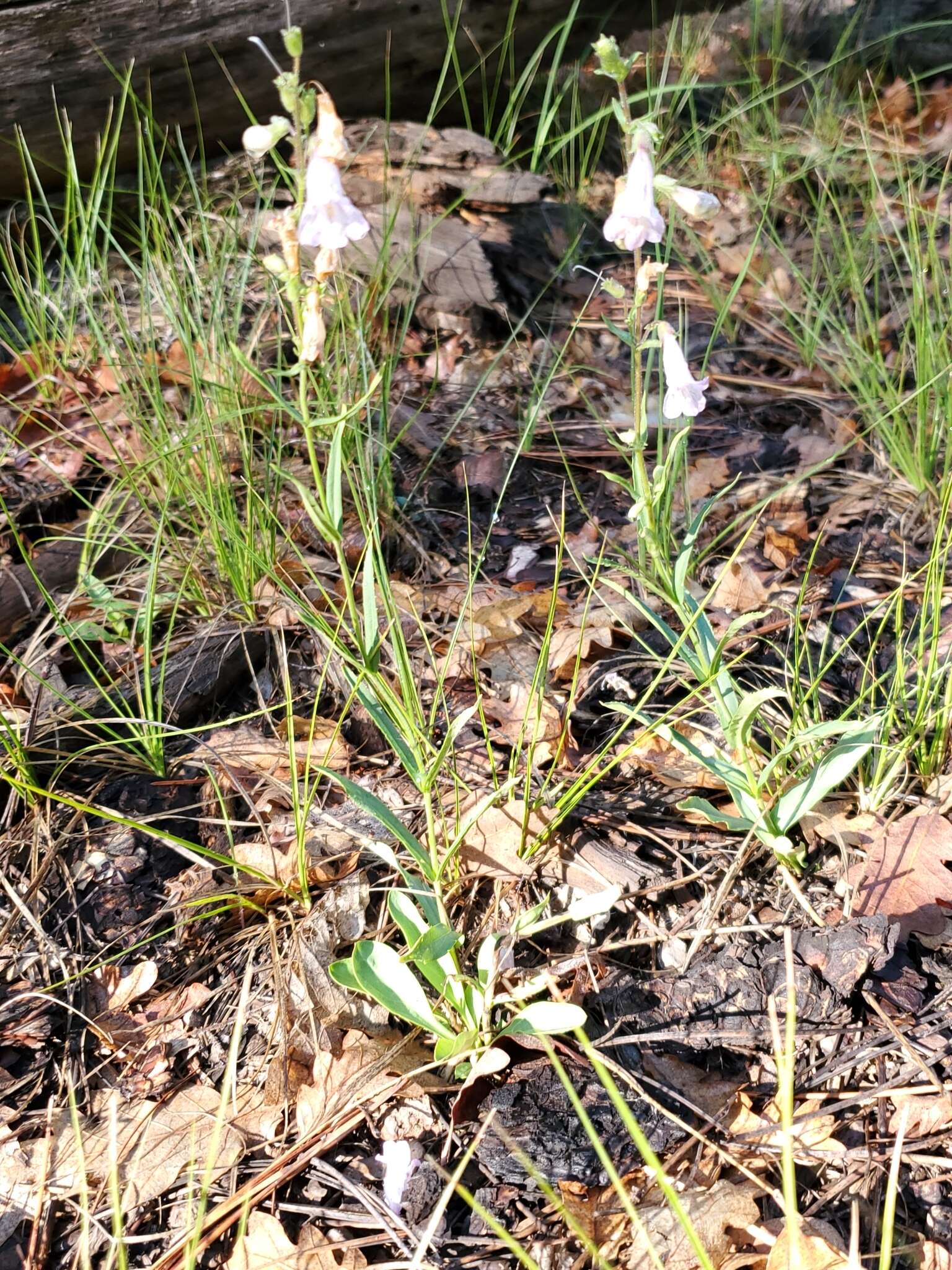 Image of Apache beardtongue