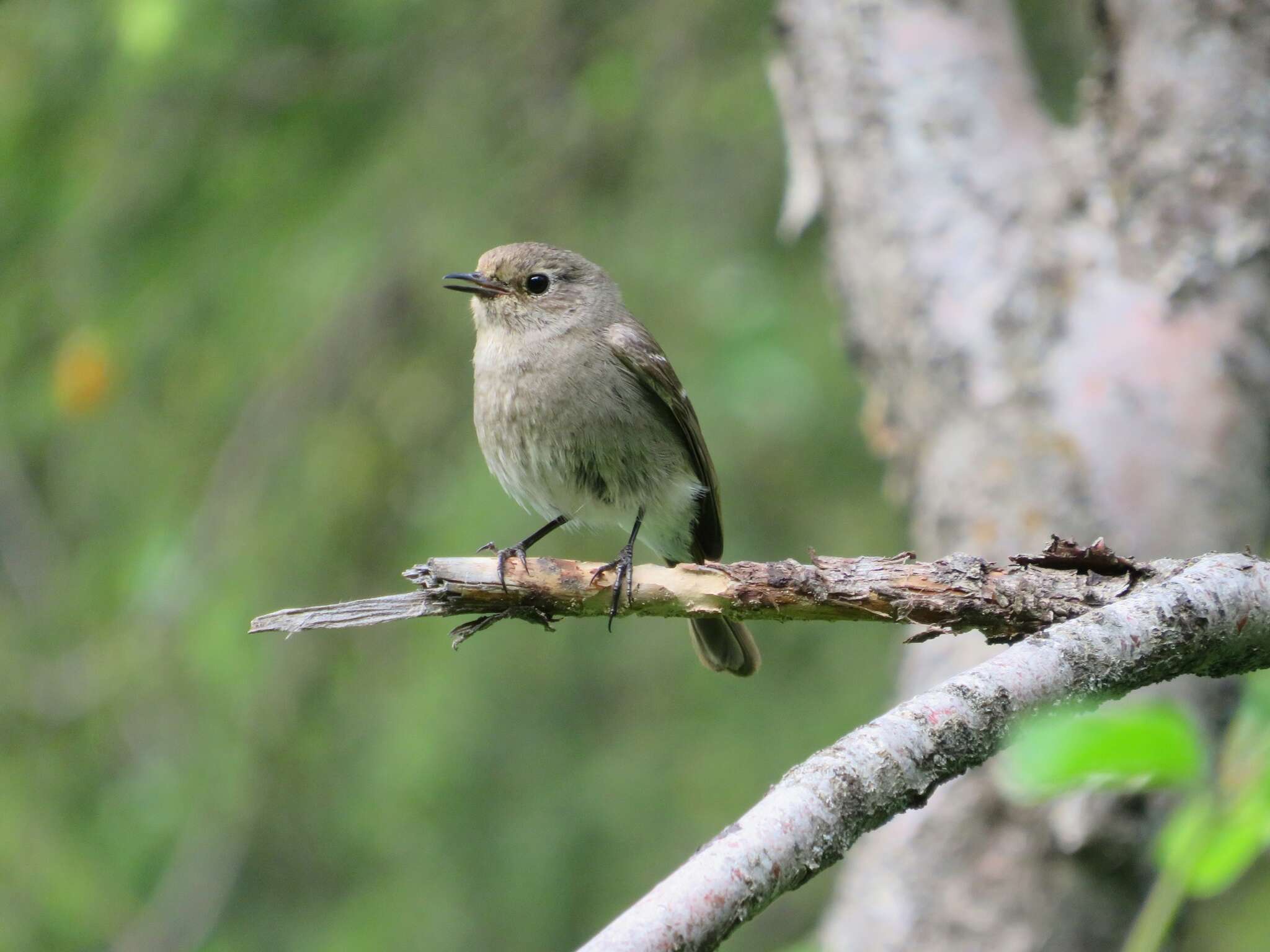 Image of Blue-capped Redstart