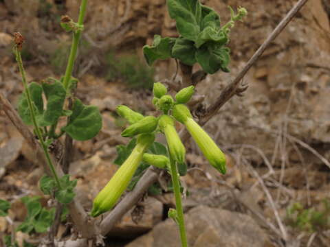 Image of Nicotiana solanifolia Walp.