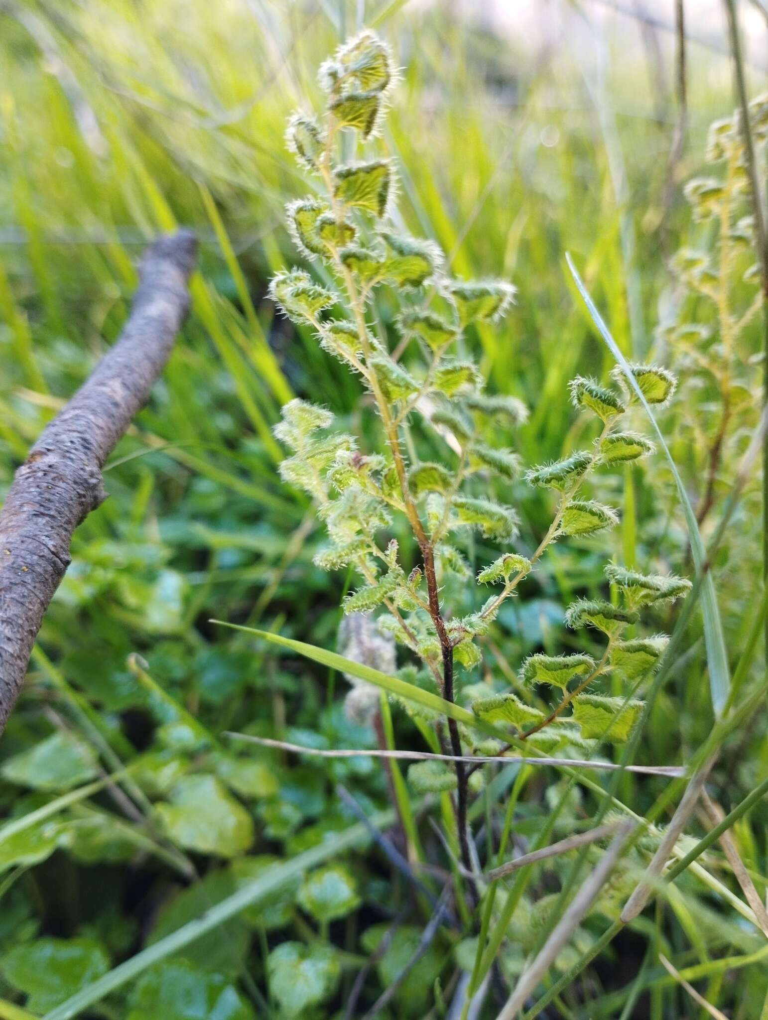 Imagem de Adiantum thalictroides var. hirsutum (Hook. & Grev.) Sota