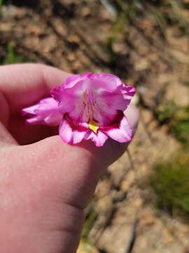 Image of Gladiolus inflatus (Thunb.) Thunb.