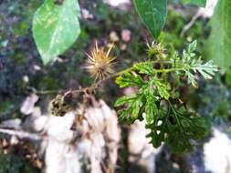 صورة Solanum lumholtzianum Robinson