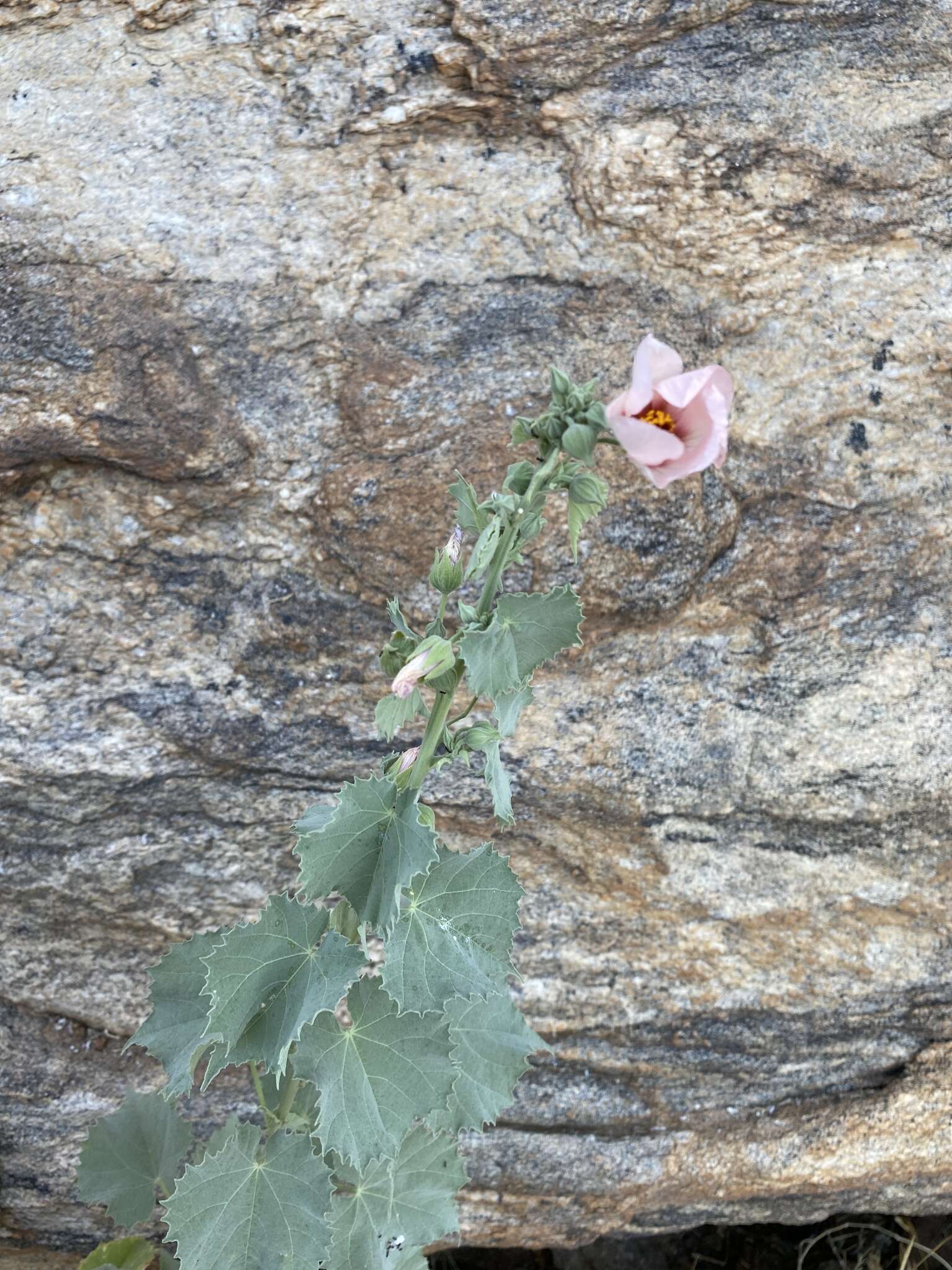 Image of Abutilon pycnodon Hochr.