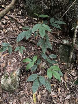 Image of Melicope broadbentiana F. M. Bailey