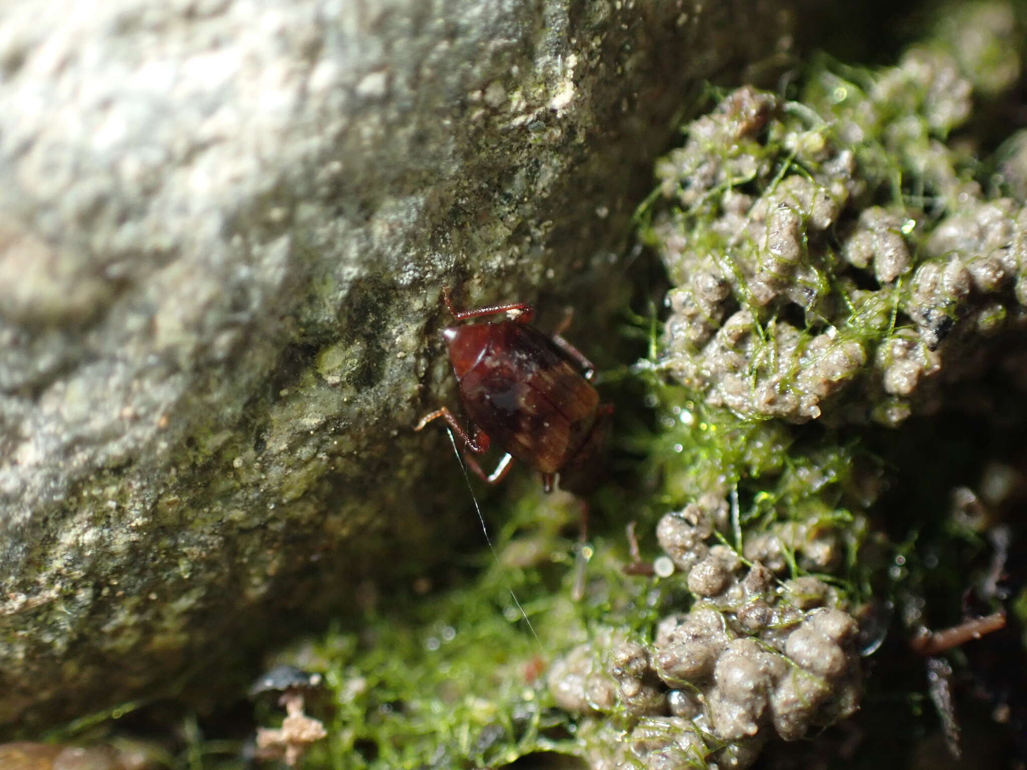 Deinopteroloma subcostatum (Mäklin 1852) resmi