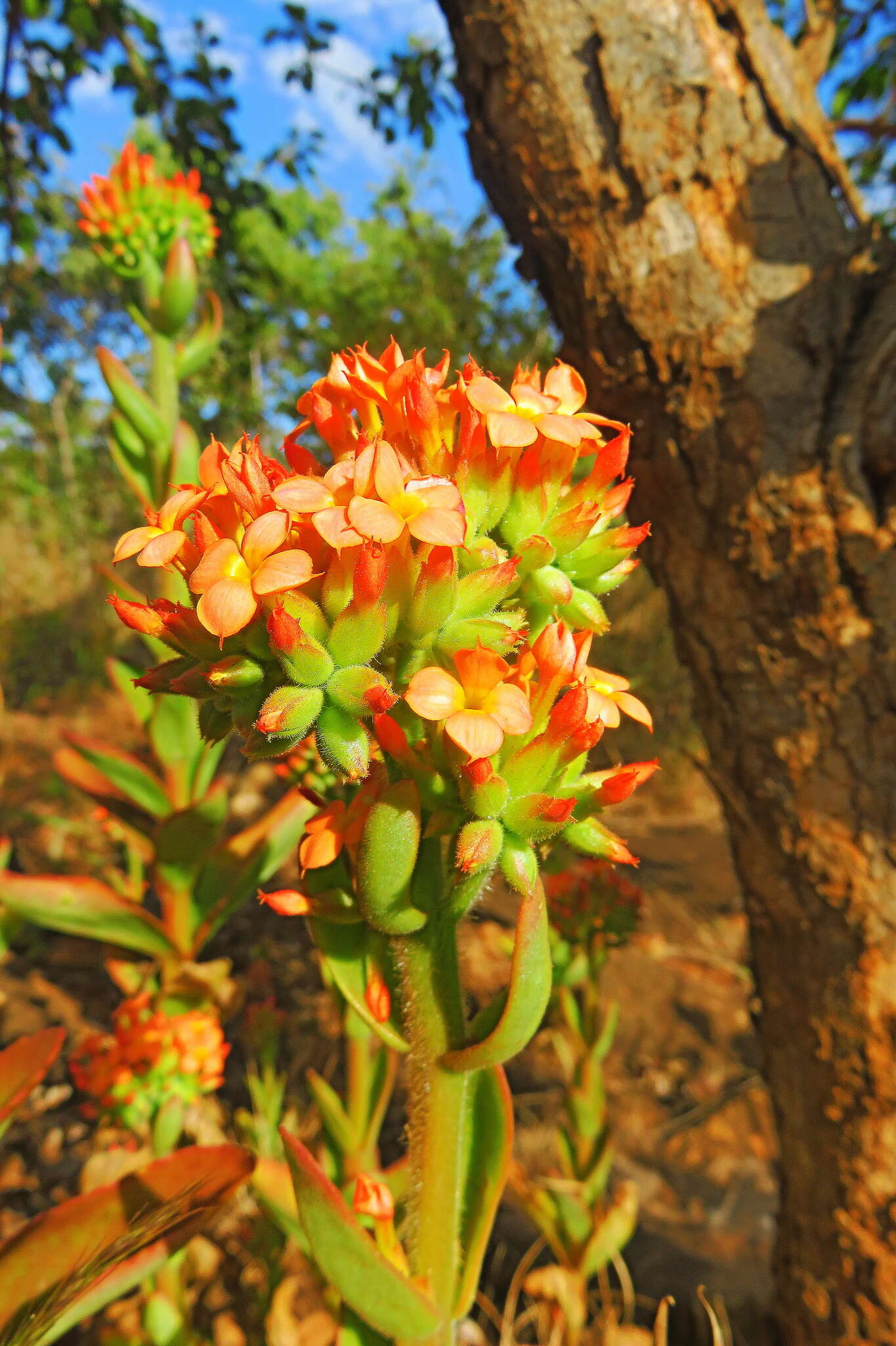 Image of Kalanchoe velutina Welw. ex Britten