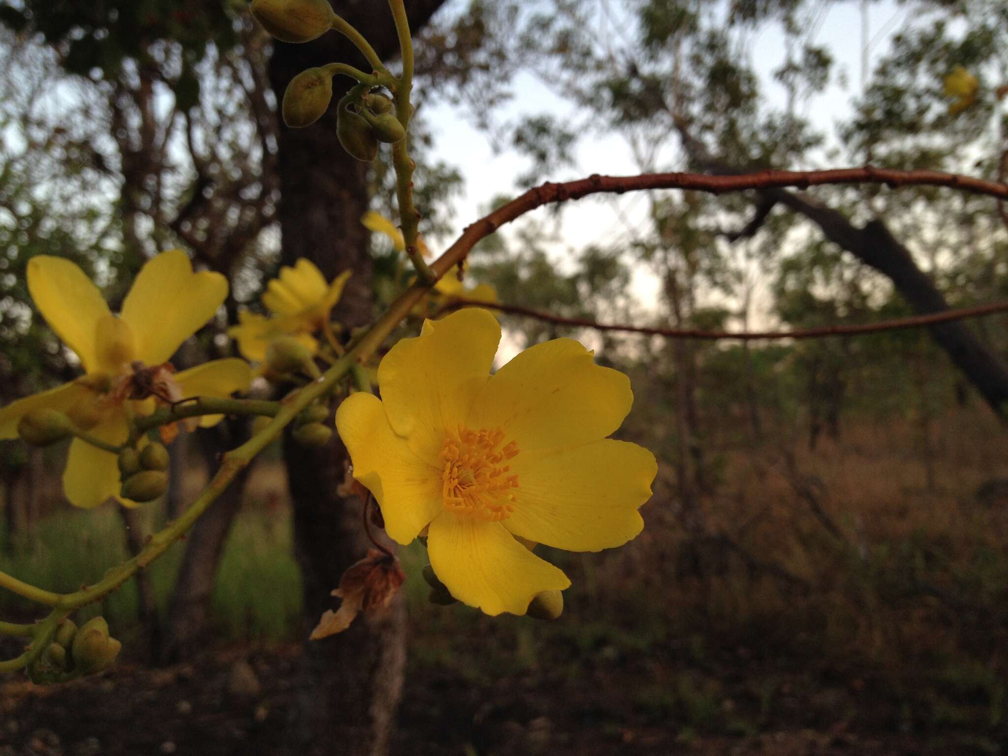 Imagem de Cochlospermum fraseri Planch.