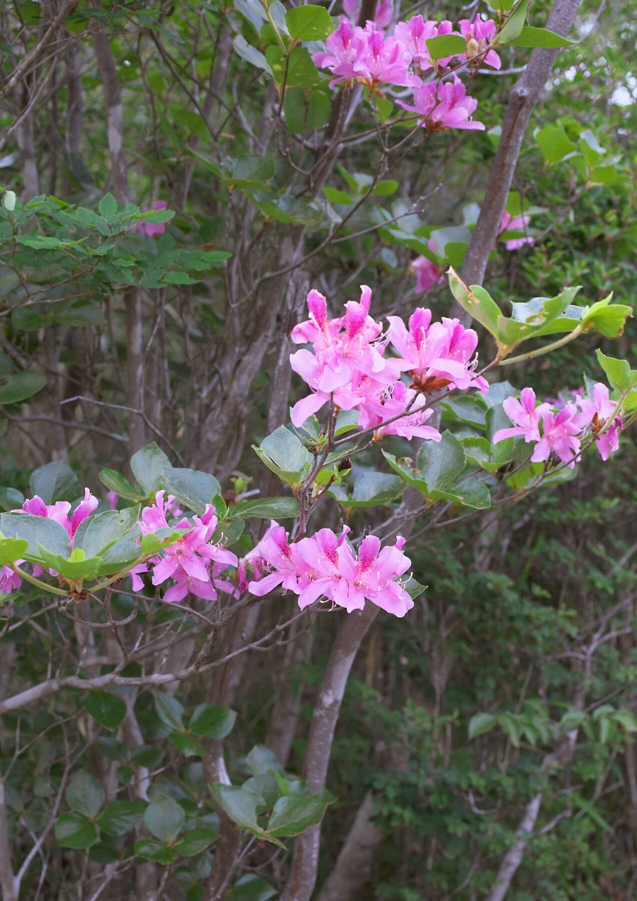 Imagem de Rhododendron sanctum var. lasiogynum Nakai ex Sugimoto