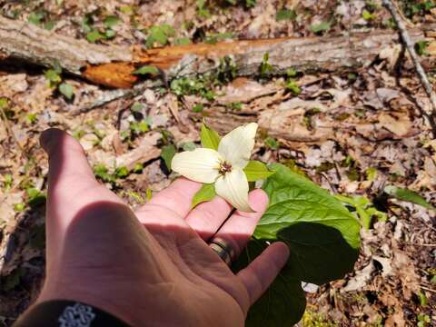 Image of Trillium erectum var. erectum