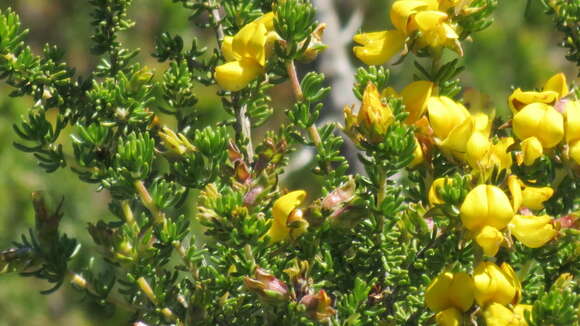 صورة Aspalathus capensis (Walp.) R. Dahlgren