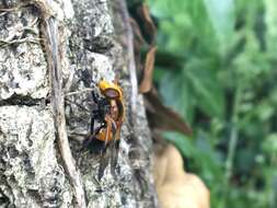 Image of Volucella inflata (Fabricius 1794)