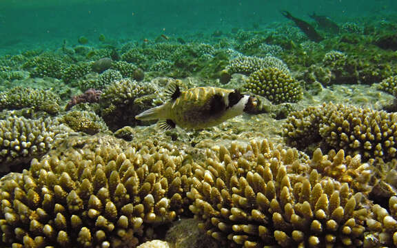 Image of Masked Puffer