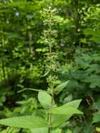 Image de Stachys pilosa var. pilosa