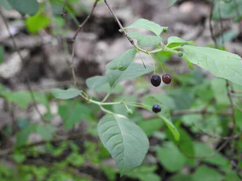 Fuchsia encliandra Steud.的圖片