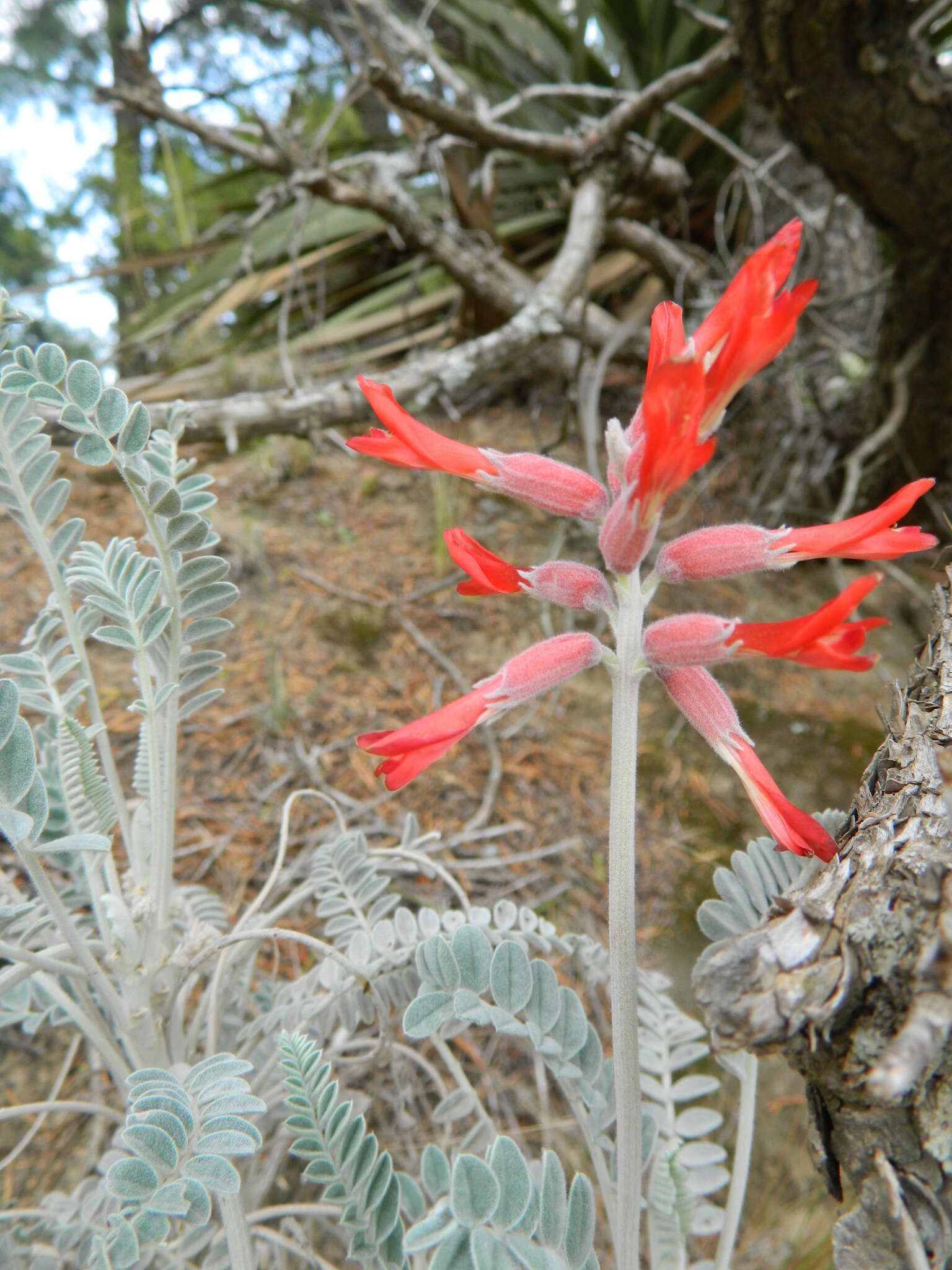 Sivun Astragalus helleri Fenzl kuva