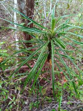 Image of Pandanus dyckioides Baker