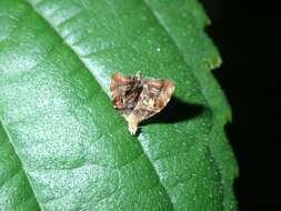 Image of Choreutis sexfasciella Sauber 1902