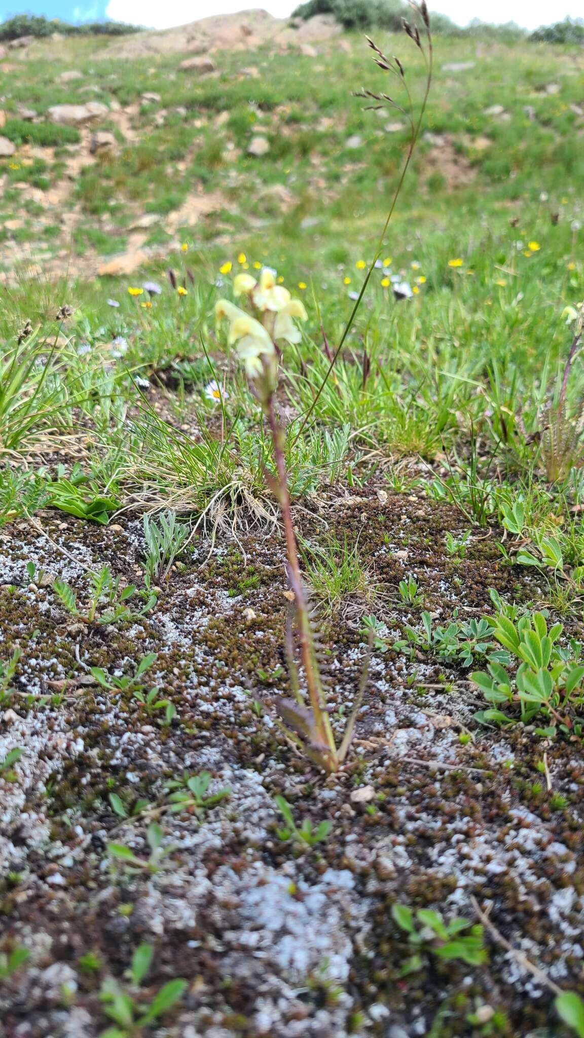 Image de Pedicularis parryi A. Gray