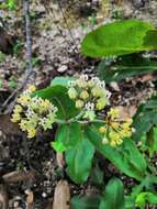 Asclepias jaliscana Robinson的圖片