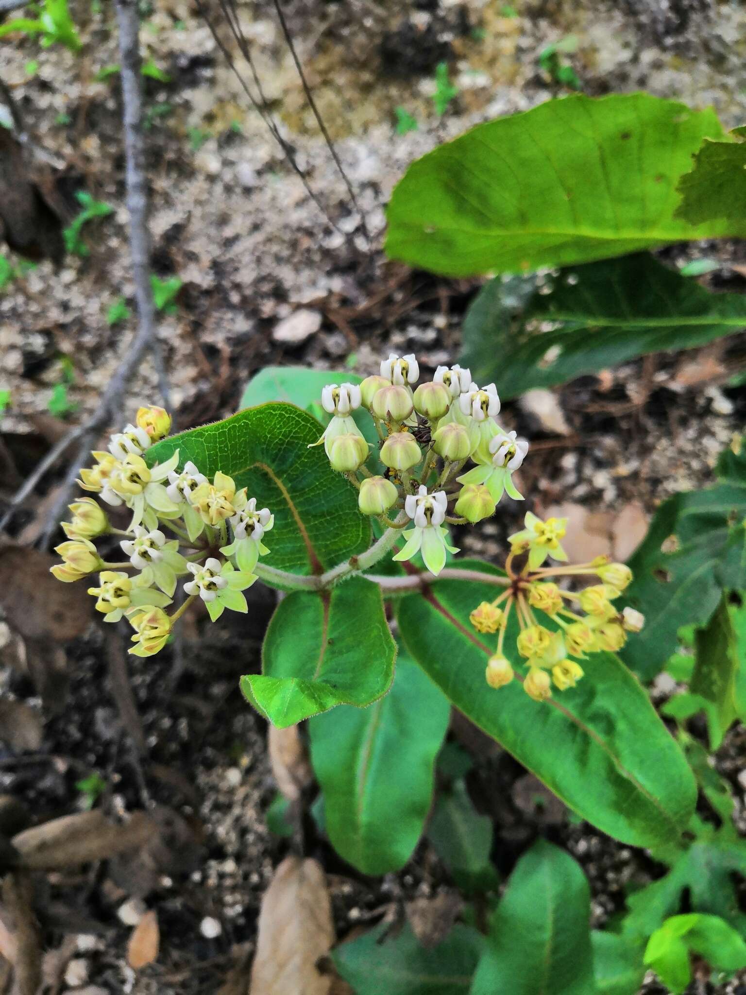 Asclepias jaliscana Robinson的圖片