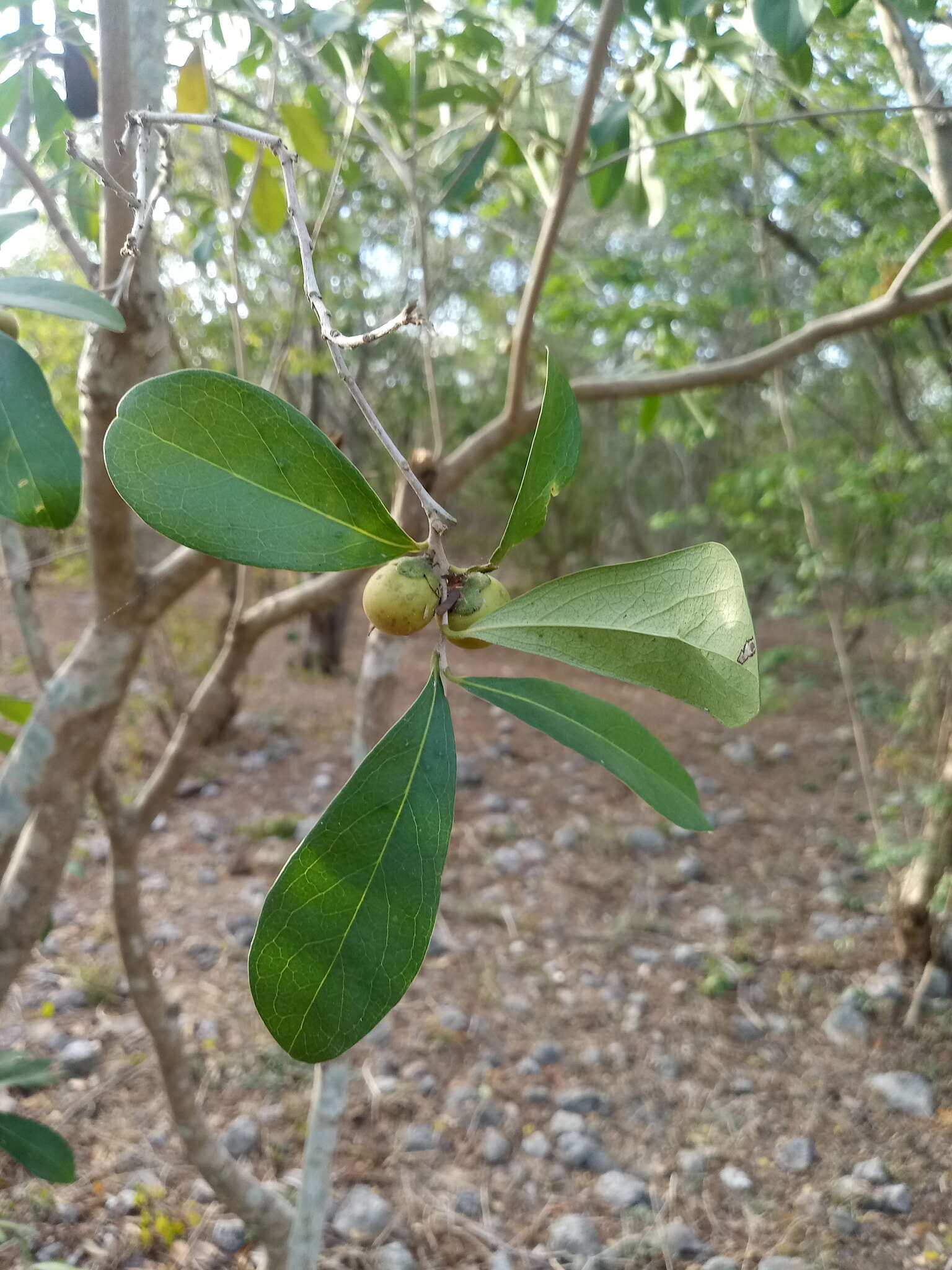 Sivun Diospyros tetrasperma Sw. kuva