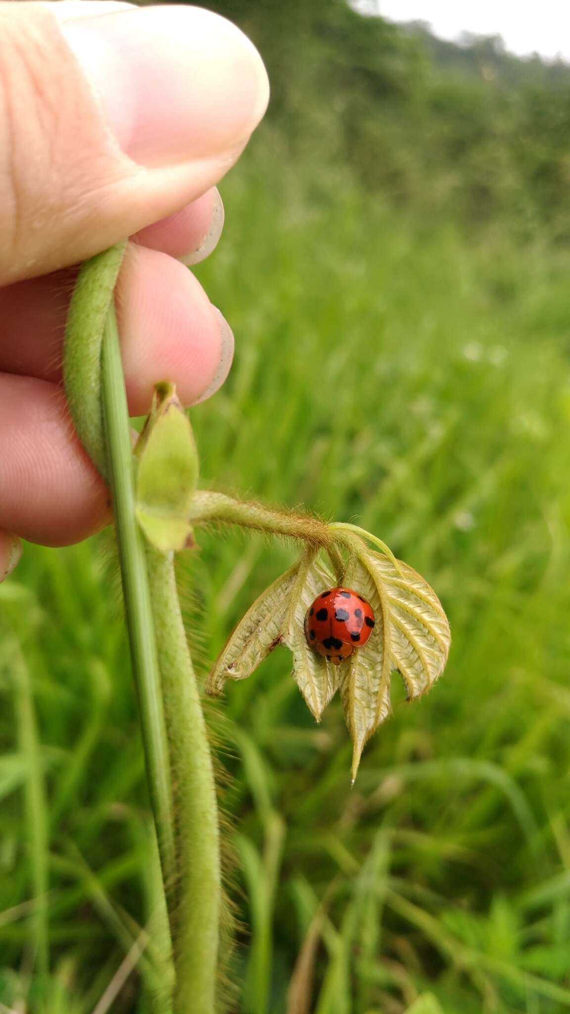 Image of Ladybird beetle