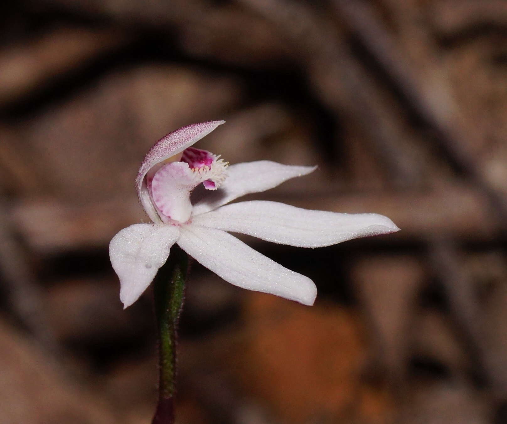 Image of Caladenia lyallii Hook. fil.